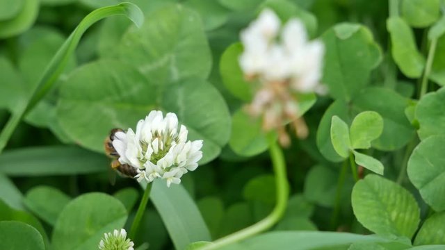 Bee on a white clover flower.