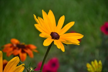 Black-Eye Susan