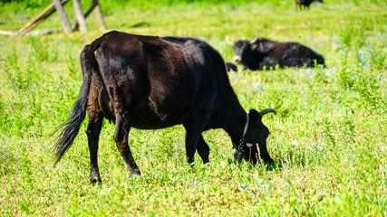 Tibetan Yak