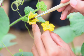 Use paintbrush for Pollinate of Melon flower in green house