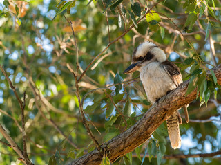 Laughing Kookaburra (Dacelo novaeguineae) race 