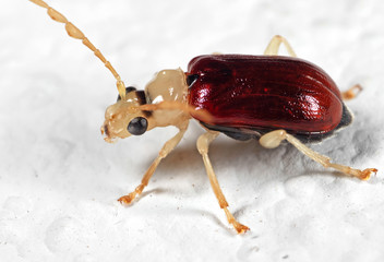 Macro Photo of Beetle on White Floor