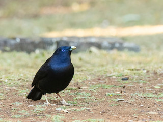 Male Satin Bowerbird (Ptilonorhynchus violaceus) race "violaceus". Lamington National Park, Queensland, Australia