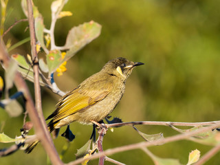 Lewin's Honeyeater (Meliphaga lewinii) race 