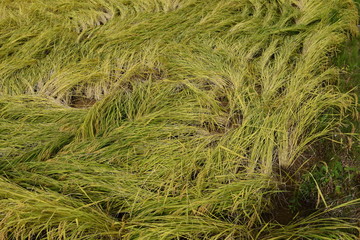 風水害で倒れた稲穂