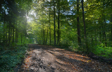 Fototapeta premium morgens im Wald