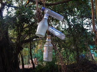 empty alcohol bottles hanging on the tree to avoid evil eyes