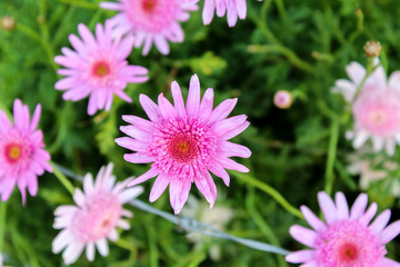 Flowers in Ollantaytambo