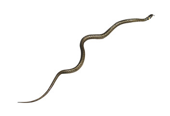 Natrix snake on isolated white background