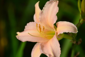 Lily on Green Background