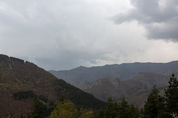 Fototapeta premium Forest on the hill