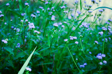 flower color purple on meadow in garden