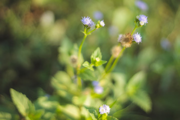 flower color purple on meadow in garden