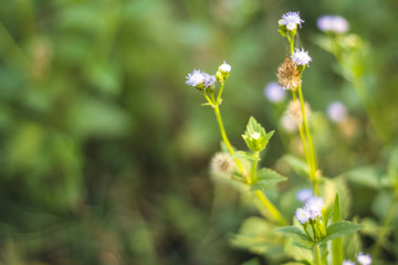 Fototapeta premium flower color purple on meadow in garden