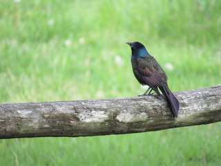 perching grackle