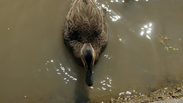 Australian Black Wood Duck Feeding Near A Pond. CLOSE UP