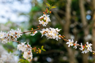 Guttiferae flower blossom