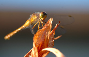 Dragonfly