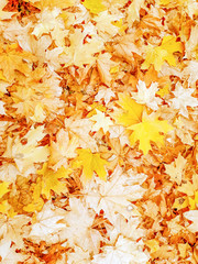 Naklejka na ściany i meble Autumn golden leaves. Yellow background.