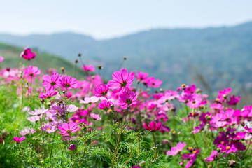 Fototapeta premium Beautiful cosmos flowers