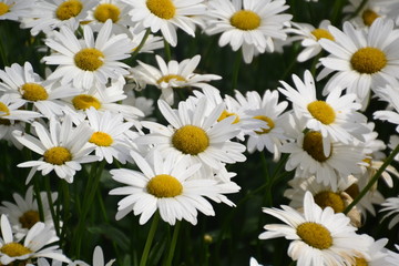 Daisies on Green Background