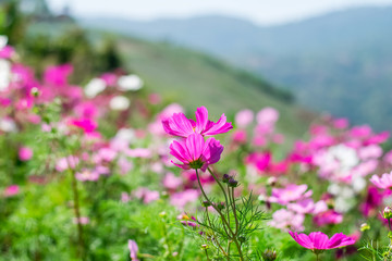 Obraz premium Beautiful cosmos flowers