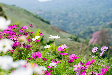 Beautiful cosmos flowers