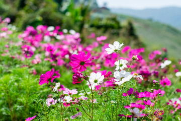 Beautiful cosmos flowers