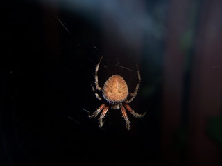 orb-weaving spider (Neoscona)