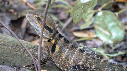 Australian Waterdragon in Daintree Rainforest