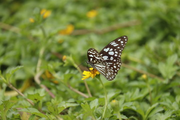 butterfly on grass