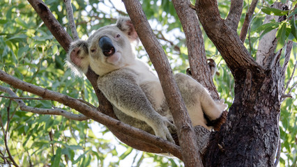 Awake Koala on Magnetic Island in Australia