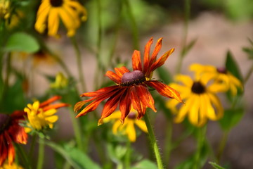 Black-Eyed Susans
