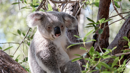 Awake Koala on Magnetic Island in Australia