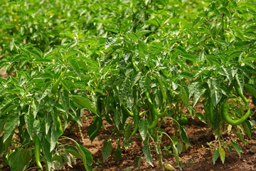 green pepper ( charleston pepper ) in a garden. Selective focus.