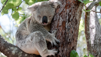 Sleeping wild Koala on Magnetic Island in Australia
