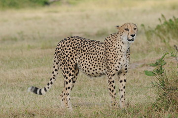 This is the mother of a South African cheetah