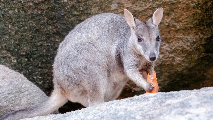 Rock Wallaby eating a carrot on Magnetic Island in Australia