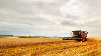 Combine harvester working on a wheat field. Seasonal harvesting the wheat. Agriculture.