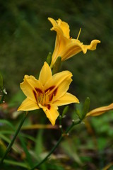 Fototapeta premium Yellow and Red Lily