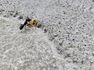 Ant