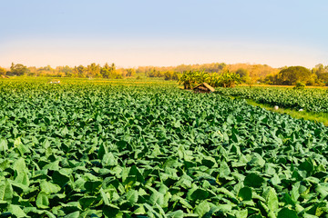 Tobacco planting in northern Thailand