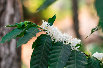 Coffee flowers blossom