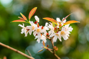 Guttiferae flower blossom