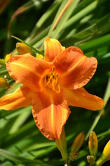 Orange Lily