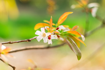 Guttiferae flower blossom