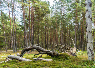 Dead wood in a pine tree forest