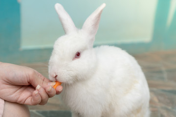 someone feeding the white and red eyes rabbit with a piece of carrot