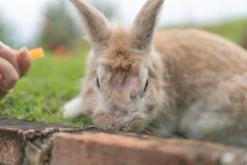 someone trying to feed the light brown rabbit with a piece of carrot. There is a scar on head of the rabbit.