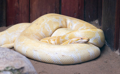snake Albino piton rests wraped